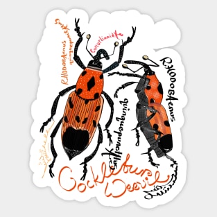 Cocklebur Weevil Sticker